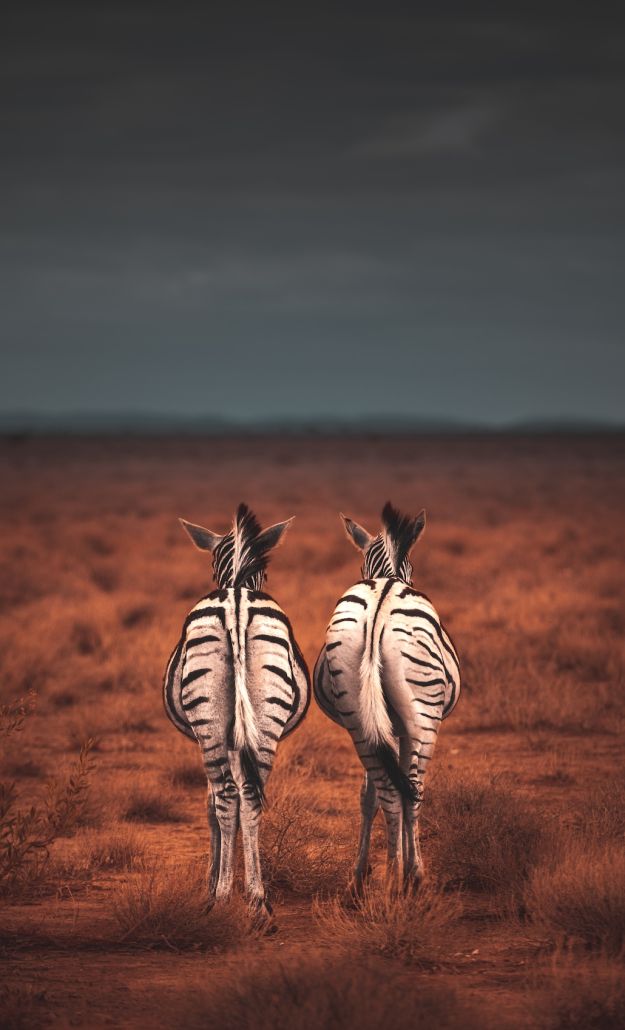 Image drôle représentant deux zèbres de dos, pour mettre en avant métaphoriquement les co-fondateurs de Venture, un site digital nomad.
